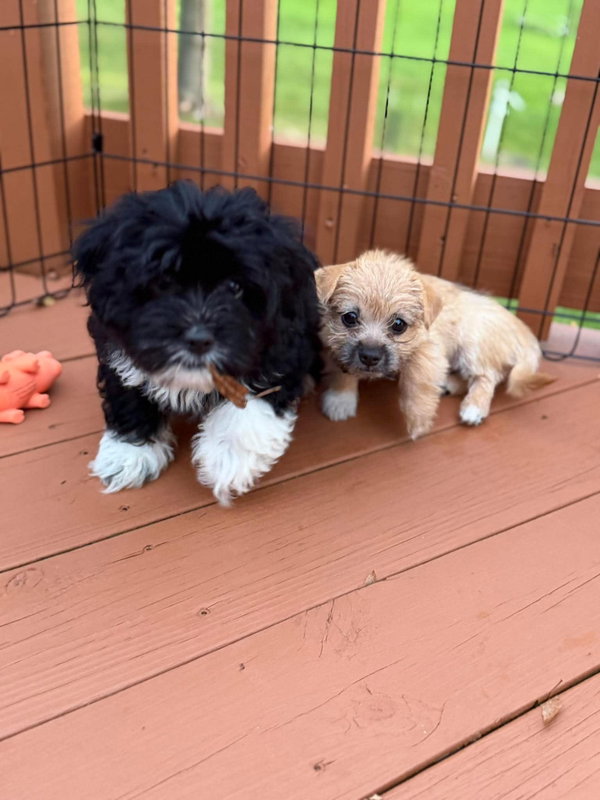 Olive - ADOPTION IN PROCESS