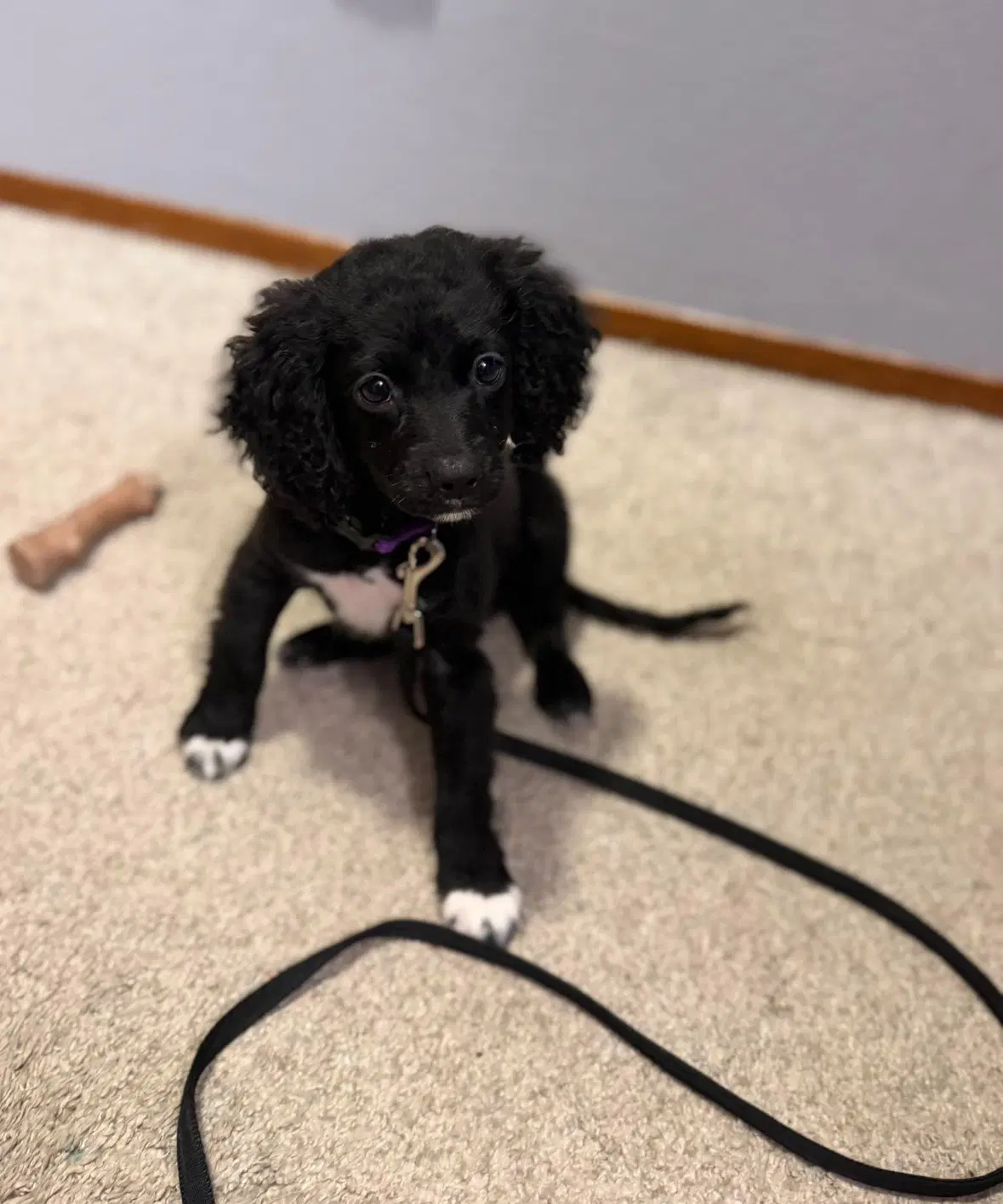 Oreo image 4