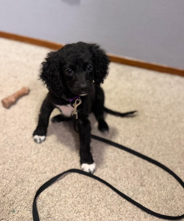 Oreo - ADOPTION IN PROCESS