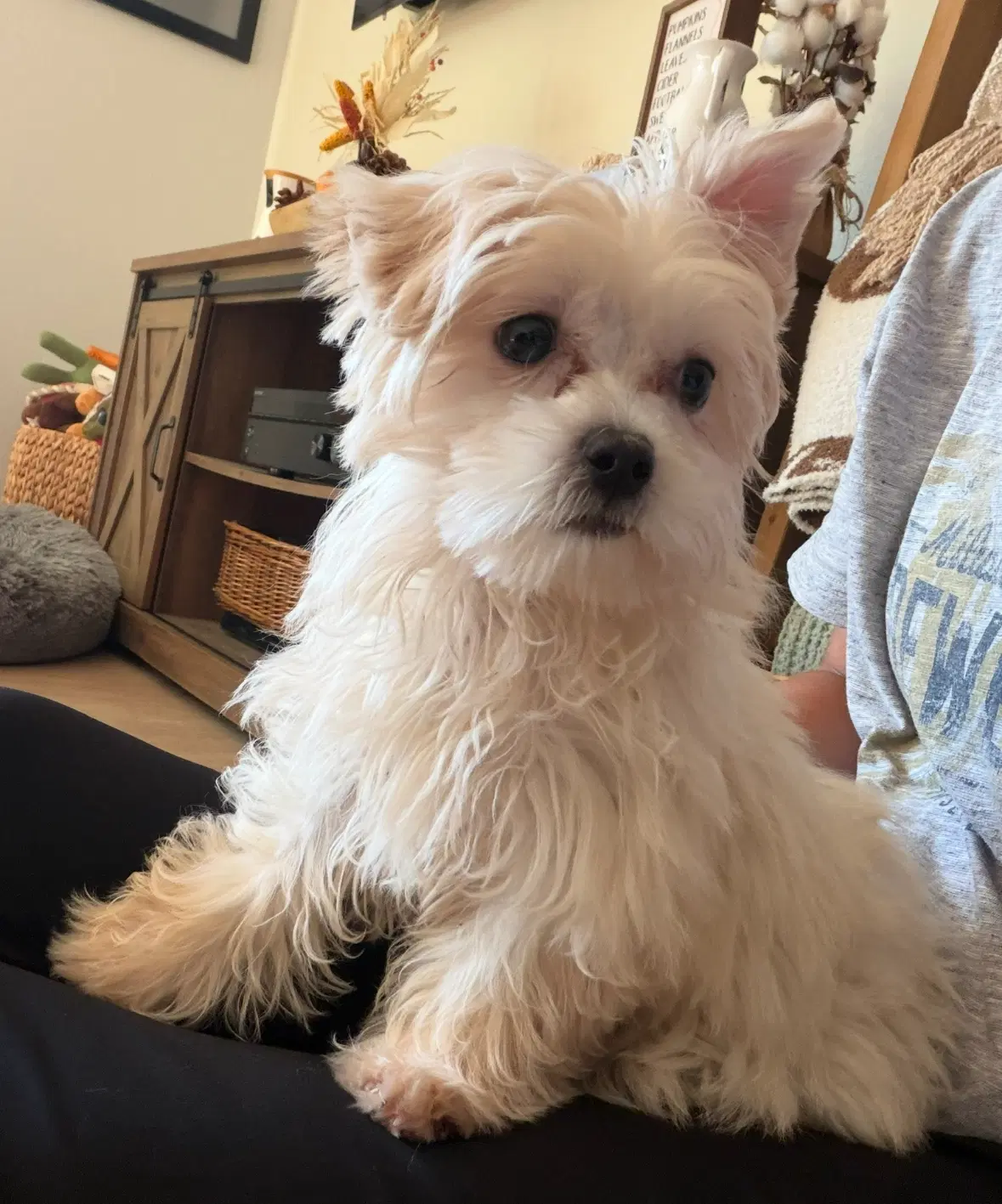 Ellie - Maltese