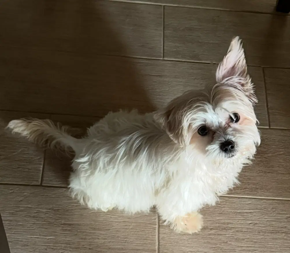 Ellie image 2