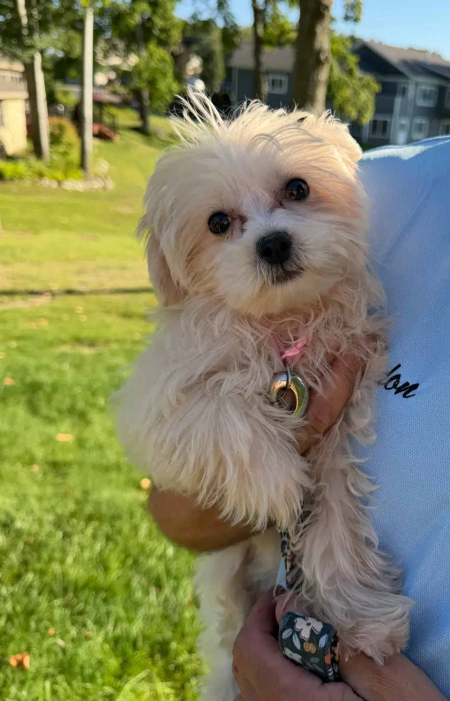 Ellie image 4