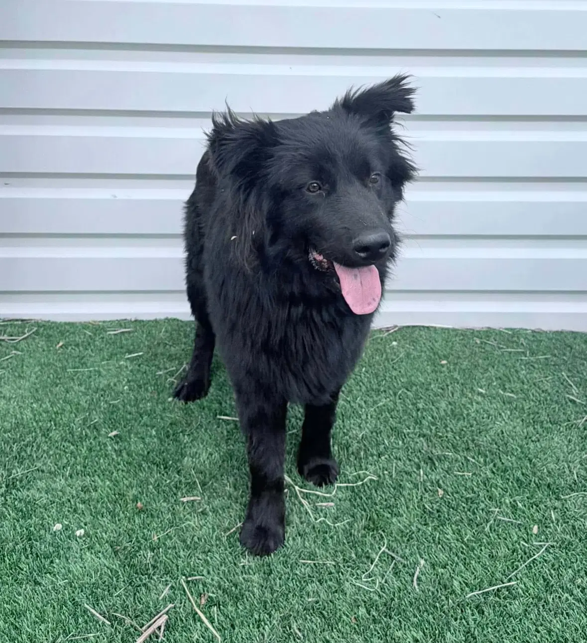 Sponsor Or Foster Me - Jonah - Flat-coated Retriever