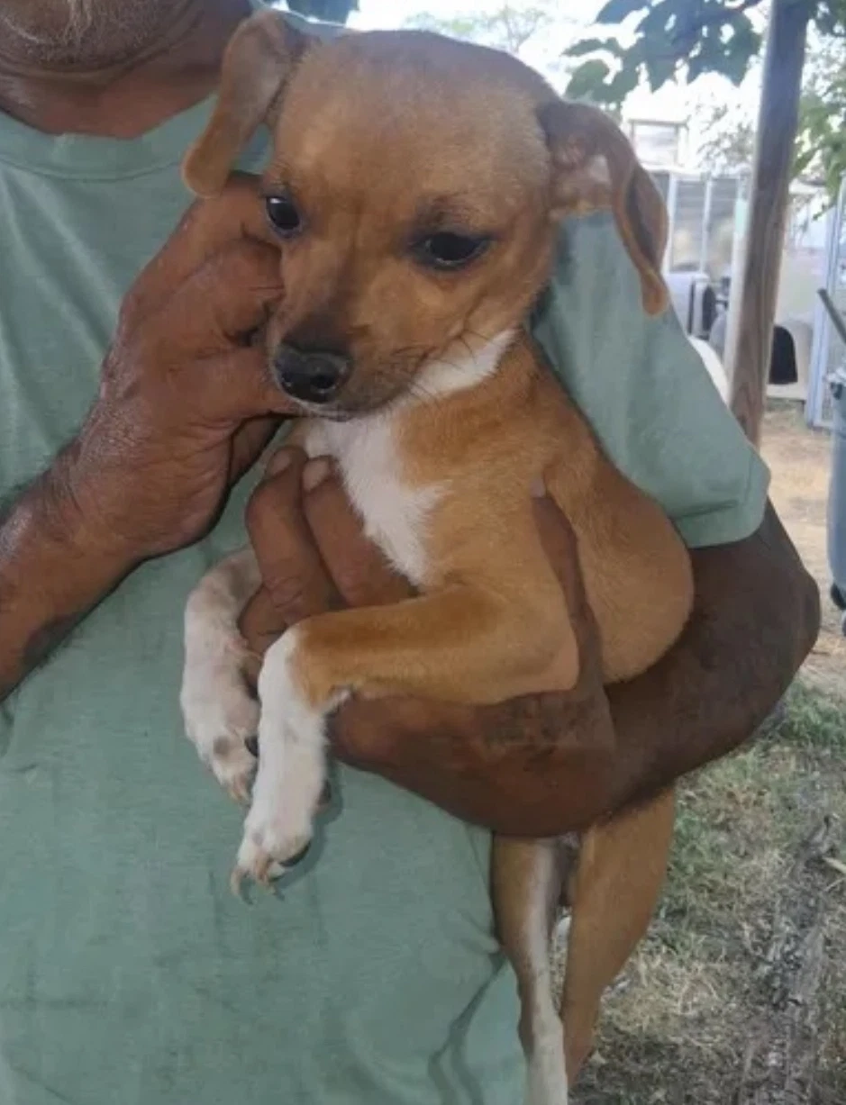Sponsor Or Foster Me - Taco