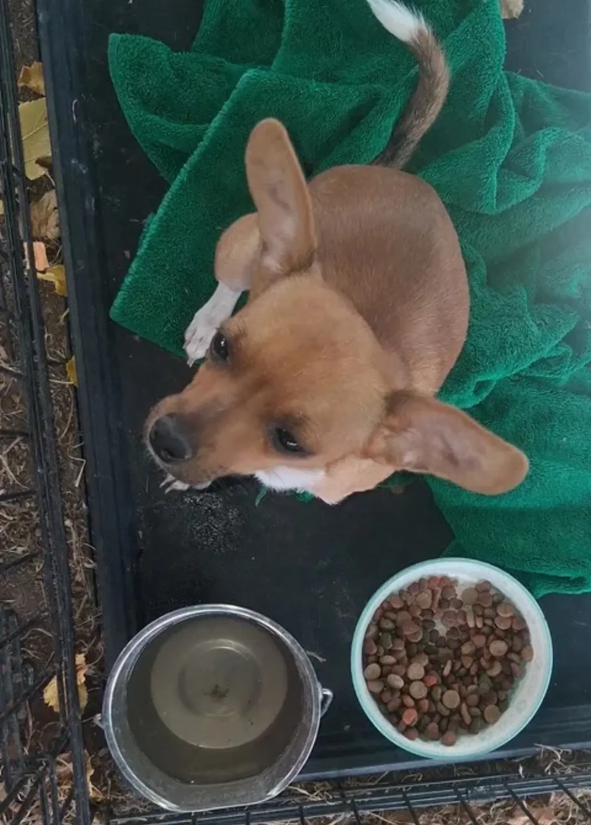 Sponsor Or Foster Me - Taco image 2