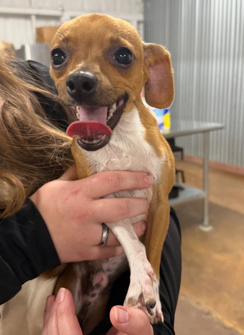 Taco, a dog for adoption from Tail Waggers 911