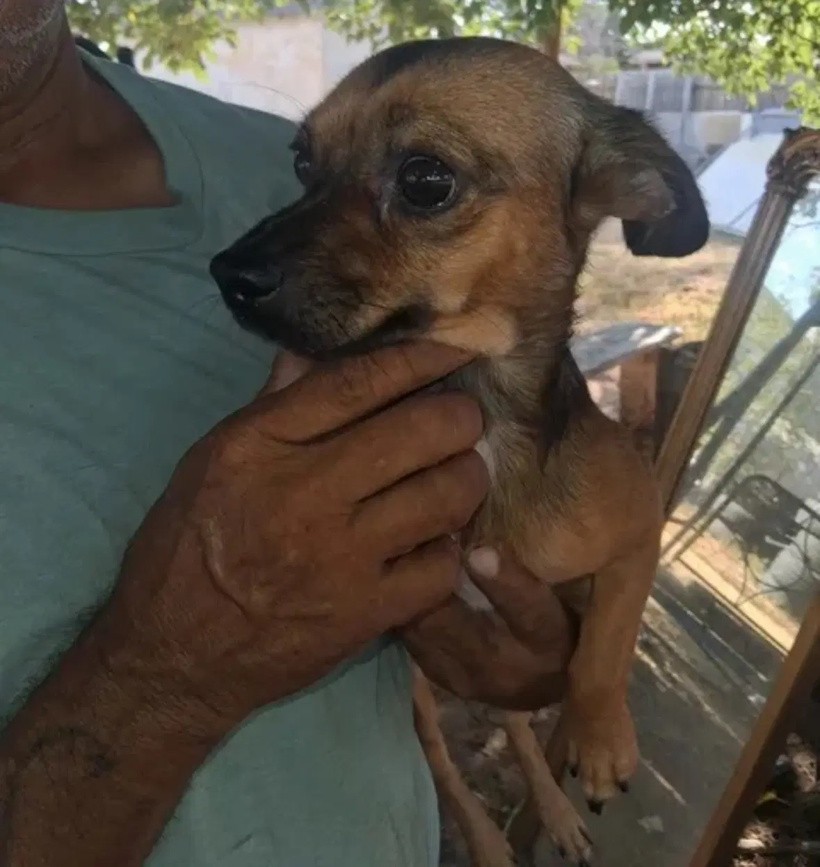 Sponsor Or Foster Me - Nacho - Chihuahua