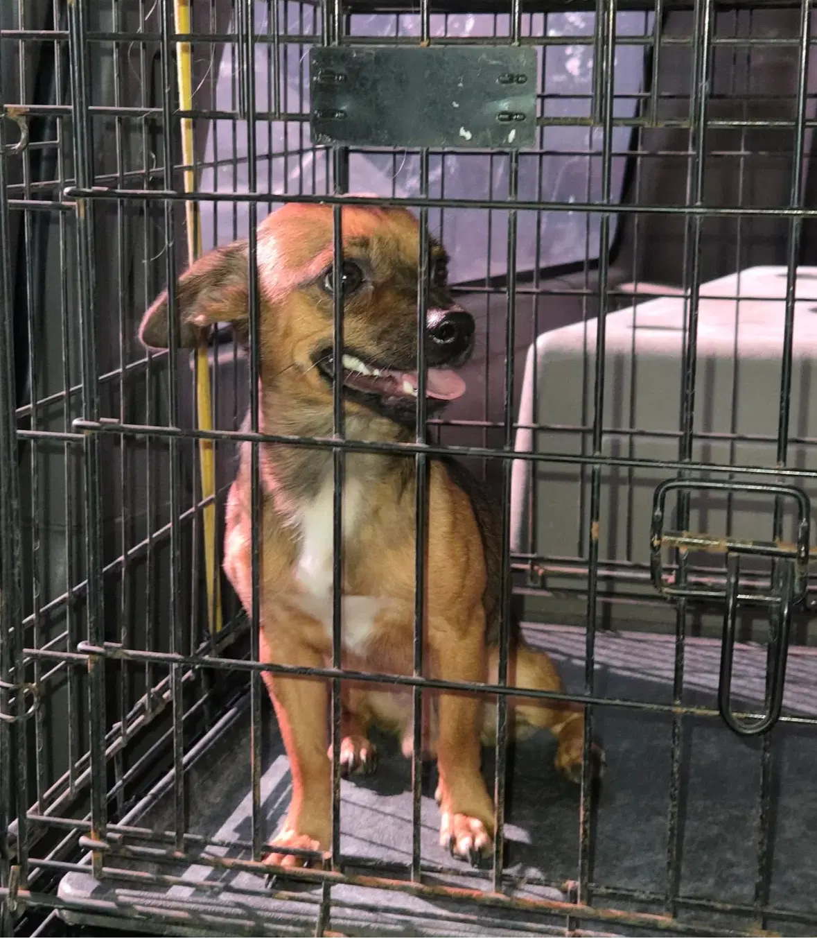 Sponsor Or Foster Me - Nacho image 2