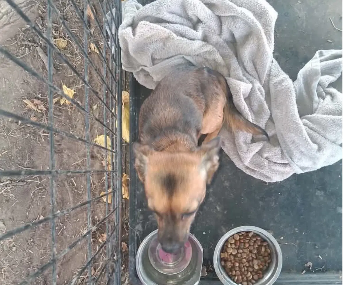 Sponsor Or Foster Me - Nacho image 3