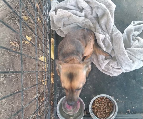 SPONSOR OR FOSTER ME - Nacho