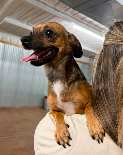 Nacho, a dog for adoption from Tail Waggers 911