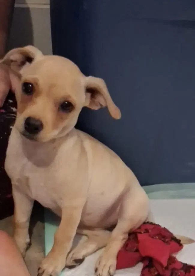 Sponsor Or Foster Me - Mercedes - Chihuahua