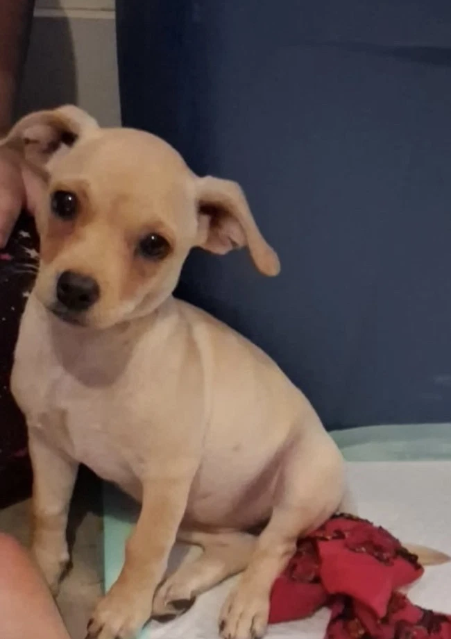 Sponsor Or Foster Me - Mercedes