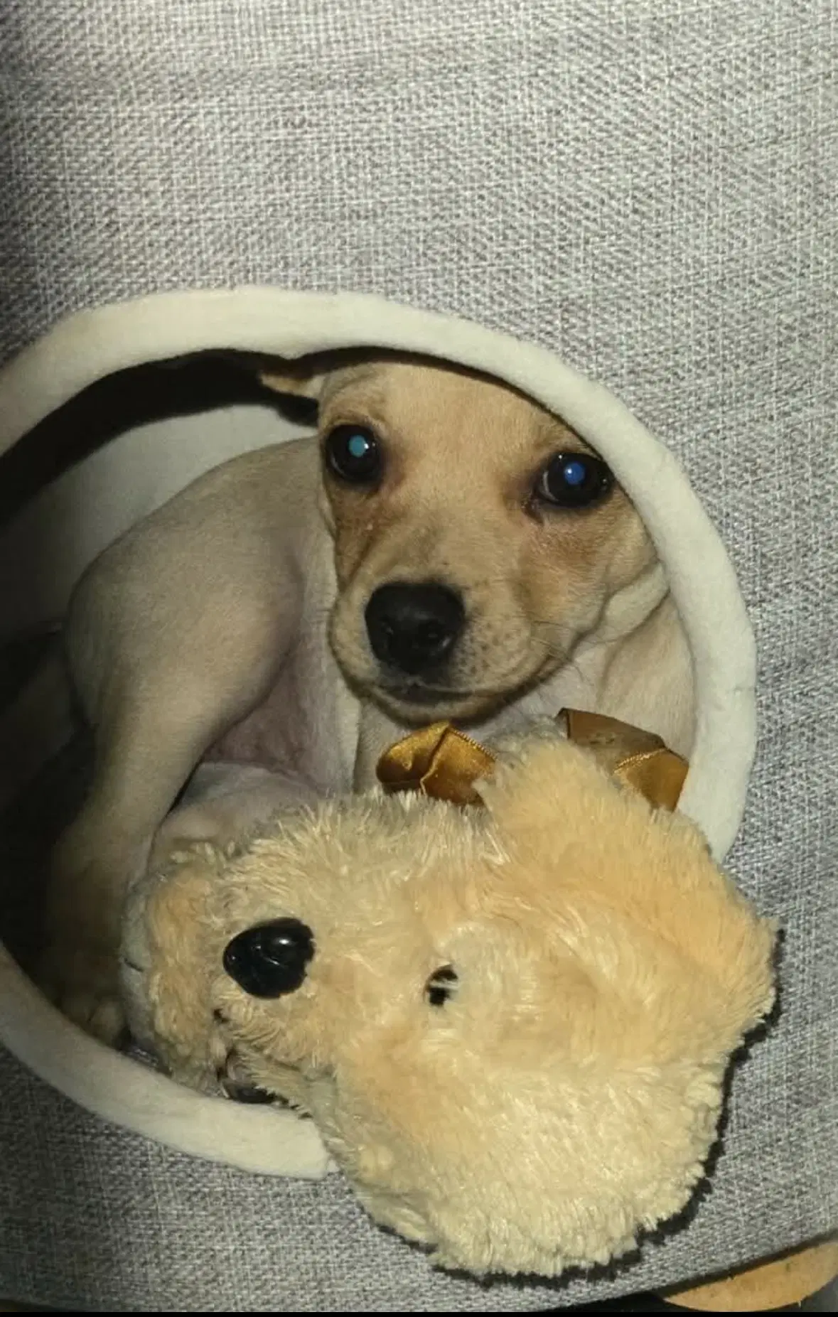 Sponsor Or Foster Me - Mercedes image 2