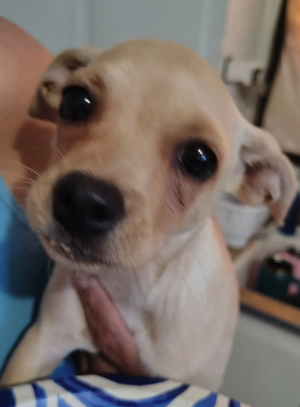 Sponsor Or Foster Me - Mercedes image 3