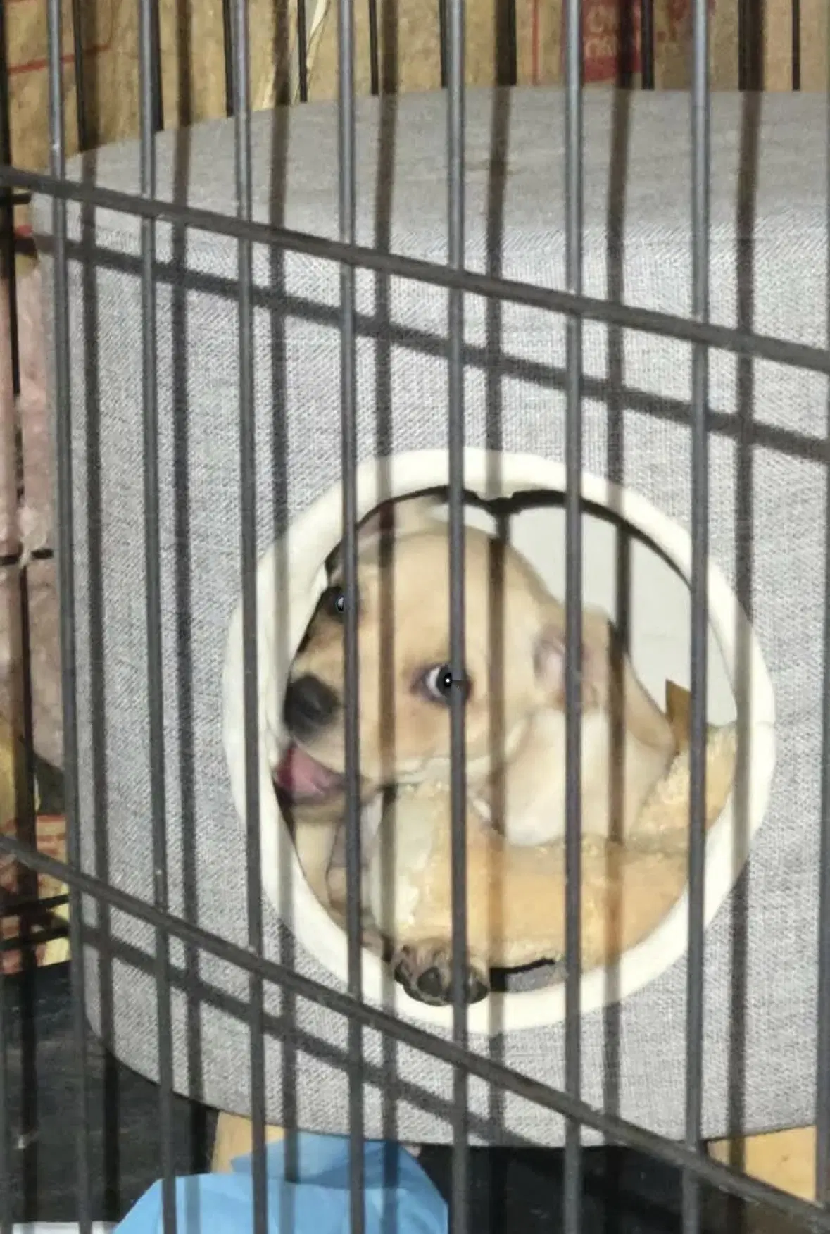 Sponsor Or Foster Me - Mercedes image 4