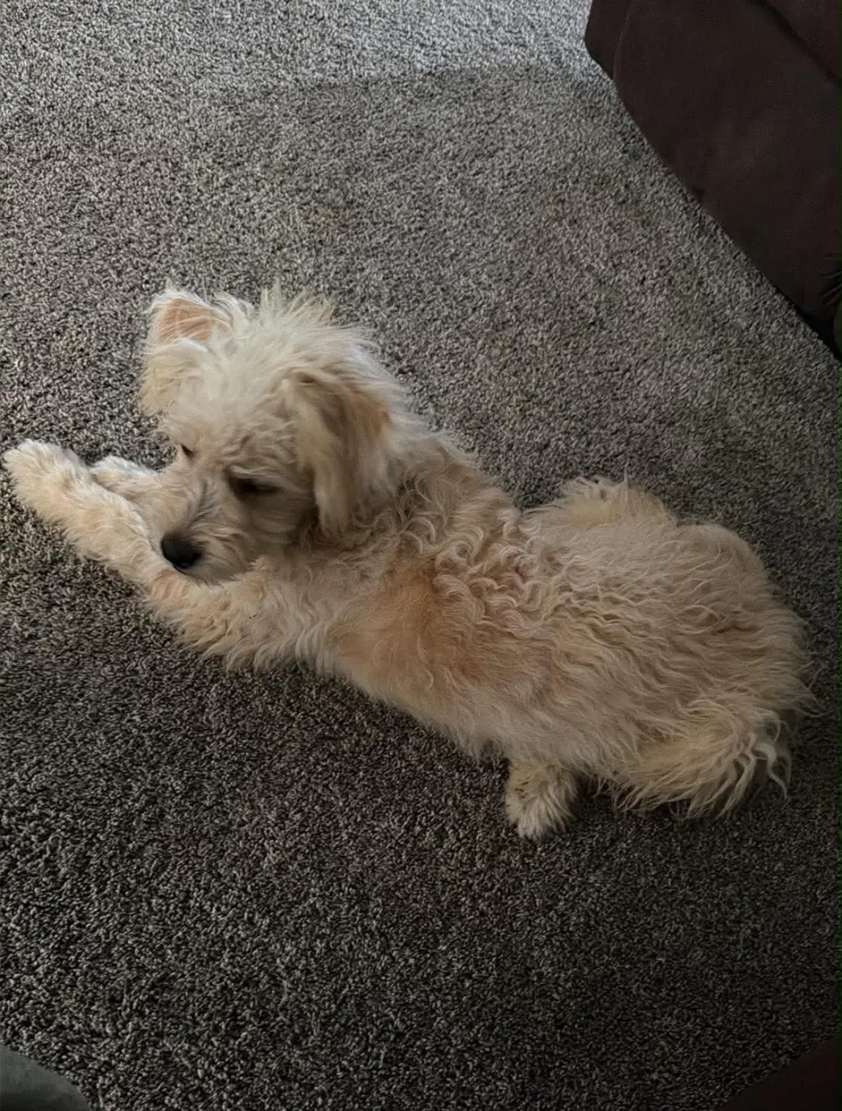 Sponsor Or Foster Me - Cleo - Poodle (Miniature)