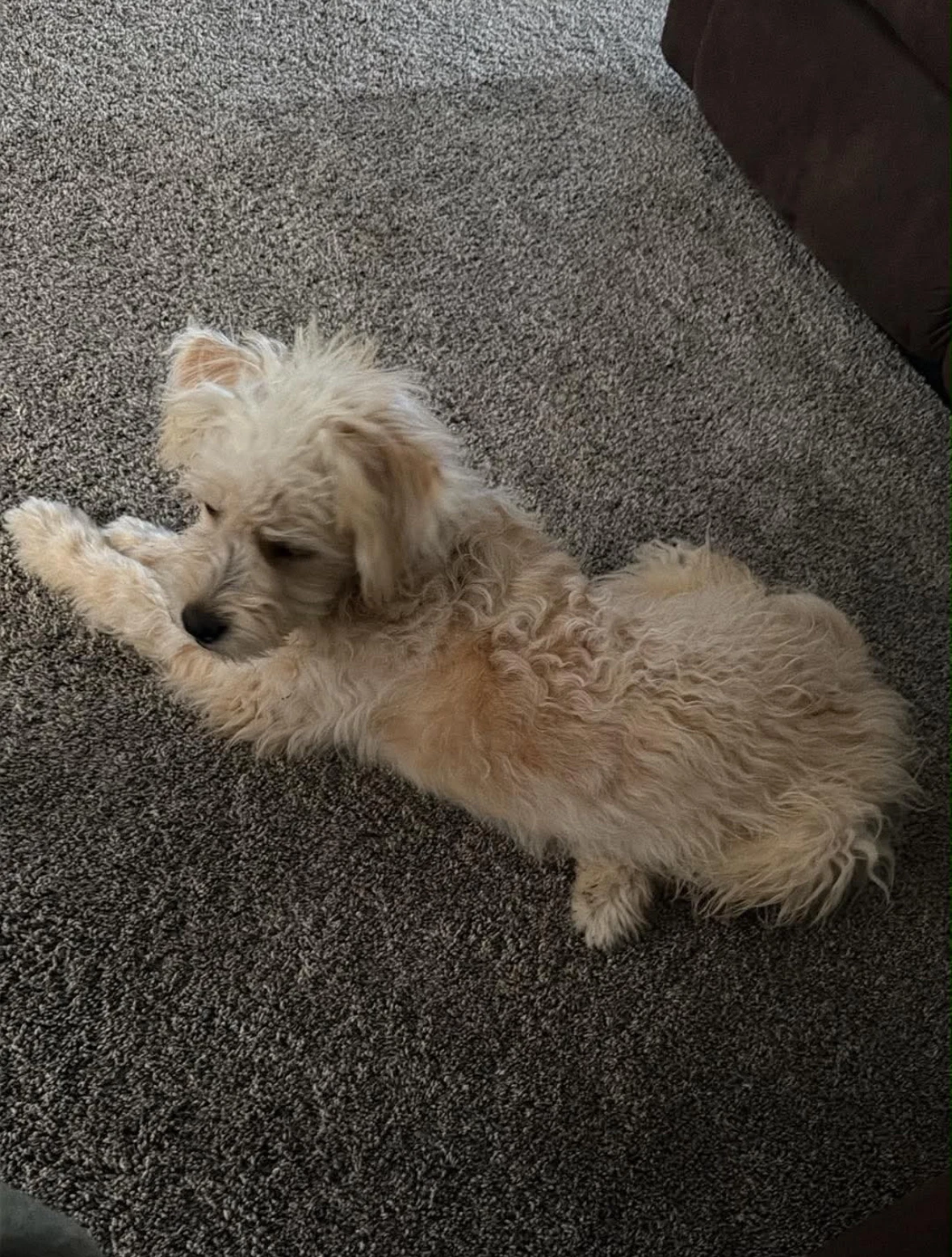 Sponsor Or Foster Me - Cleo