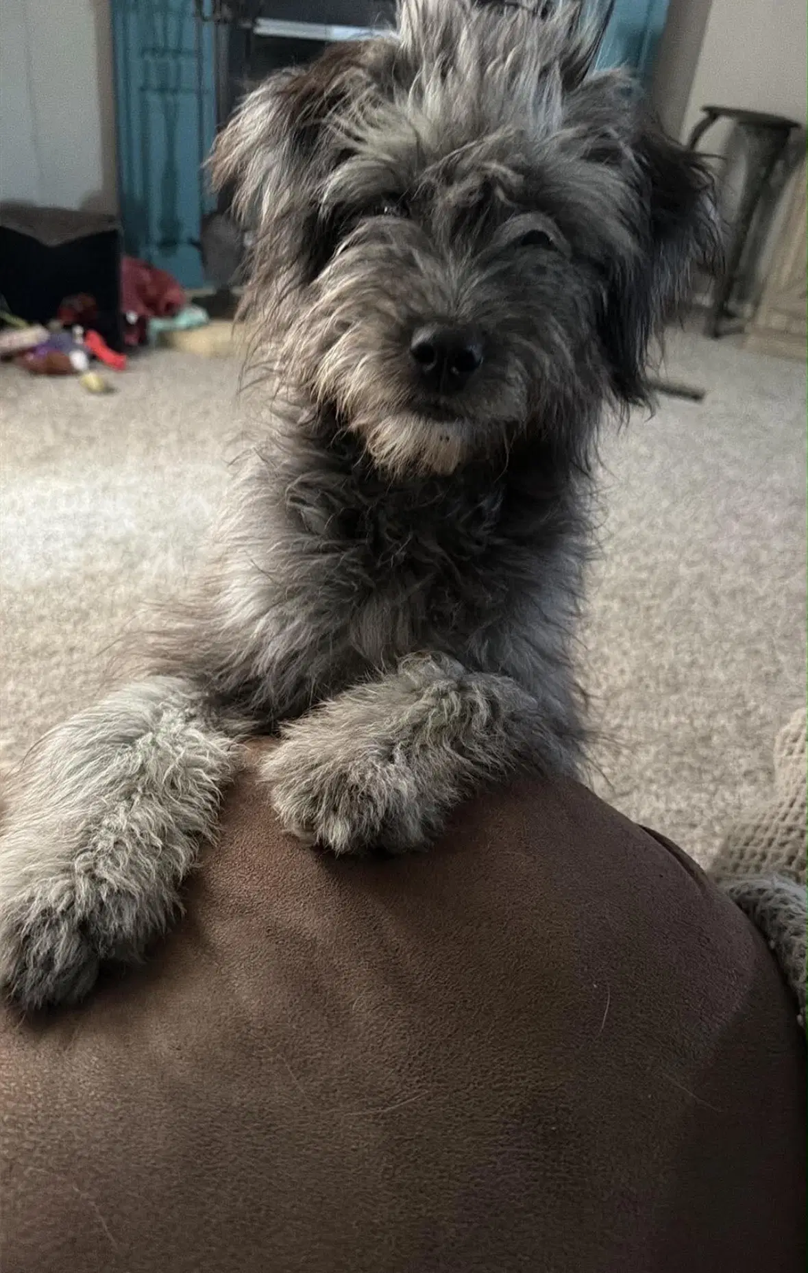 Sponsor Or Foster Me - Lilo - Poodle (Miniature)