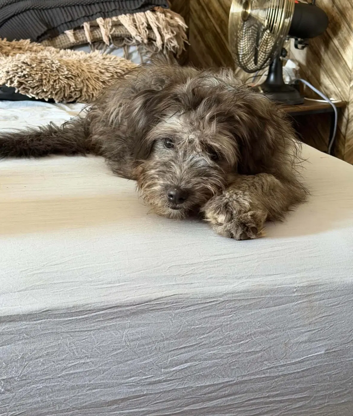 Sponsor Or Foster Me - Lilo image 2