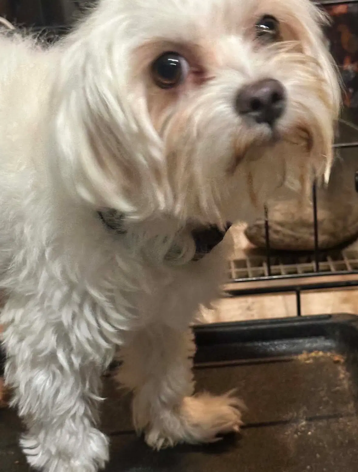 Sponsor Or Foster Me - Mojo - Maltese