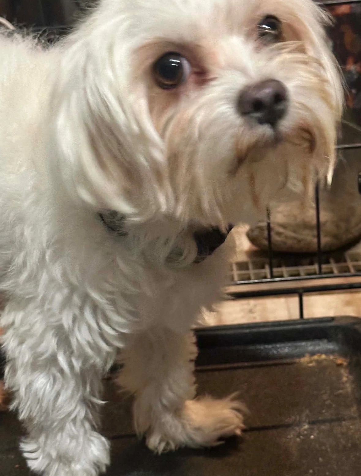 Sponsor Or Foster Me - Mojo