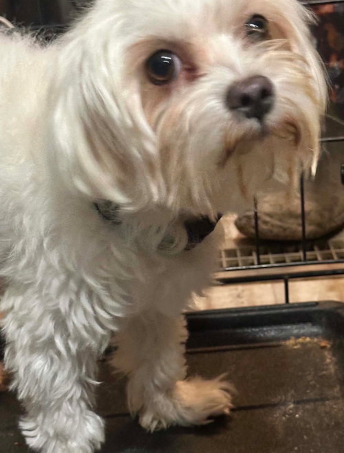 Mojo - ADOPTION IN PROCESS, a dog for adoption from Tail Waggers 911