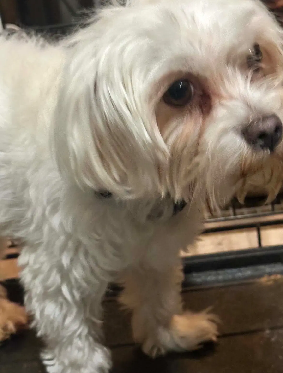 Sponsor Or Foster Me - Mojo image 2