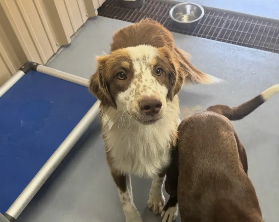 Sponsor Or Foster Me - Comet - Australian Shepherd