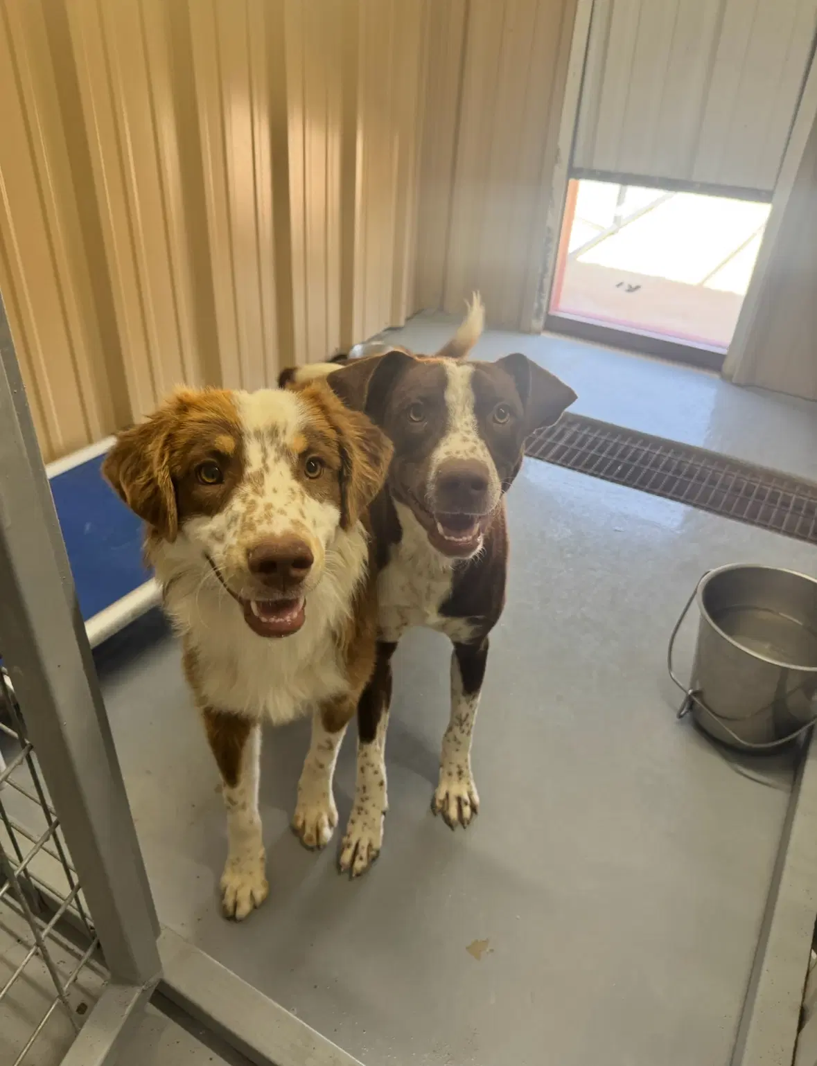 Sponsor Or Foster Me - Comet image 2