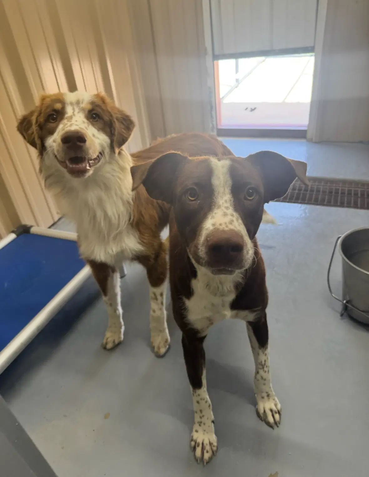 Sponsor Or Foster Me - Comet image 3