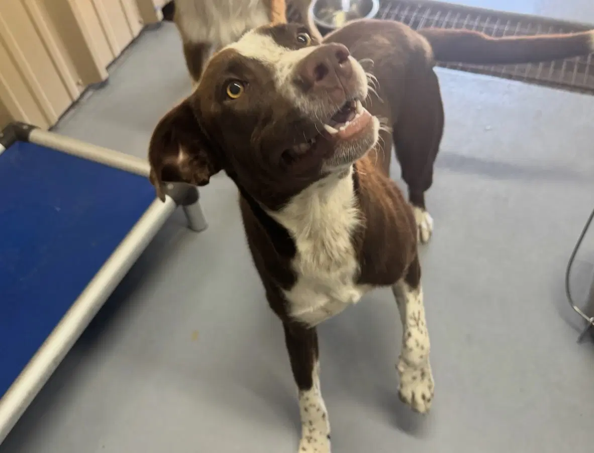 Sponsor Or Foster Me - Mars - Australian Shepherd