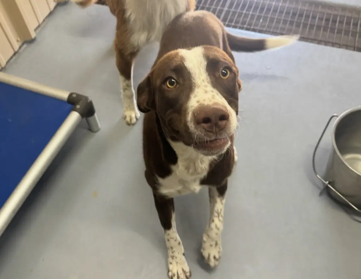 Sponsor Or Foster Me - Mars image 2