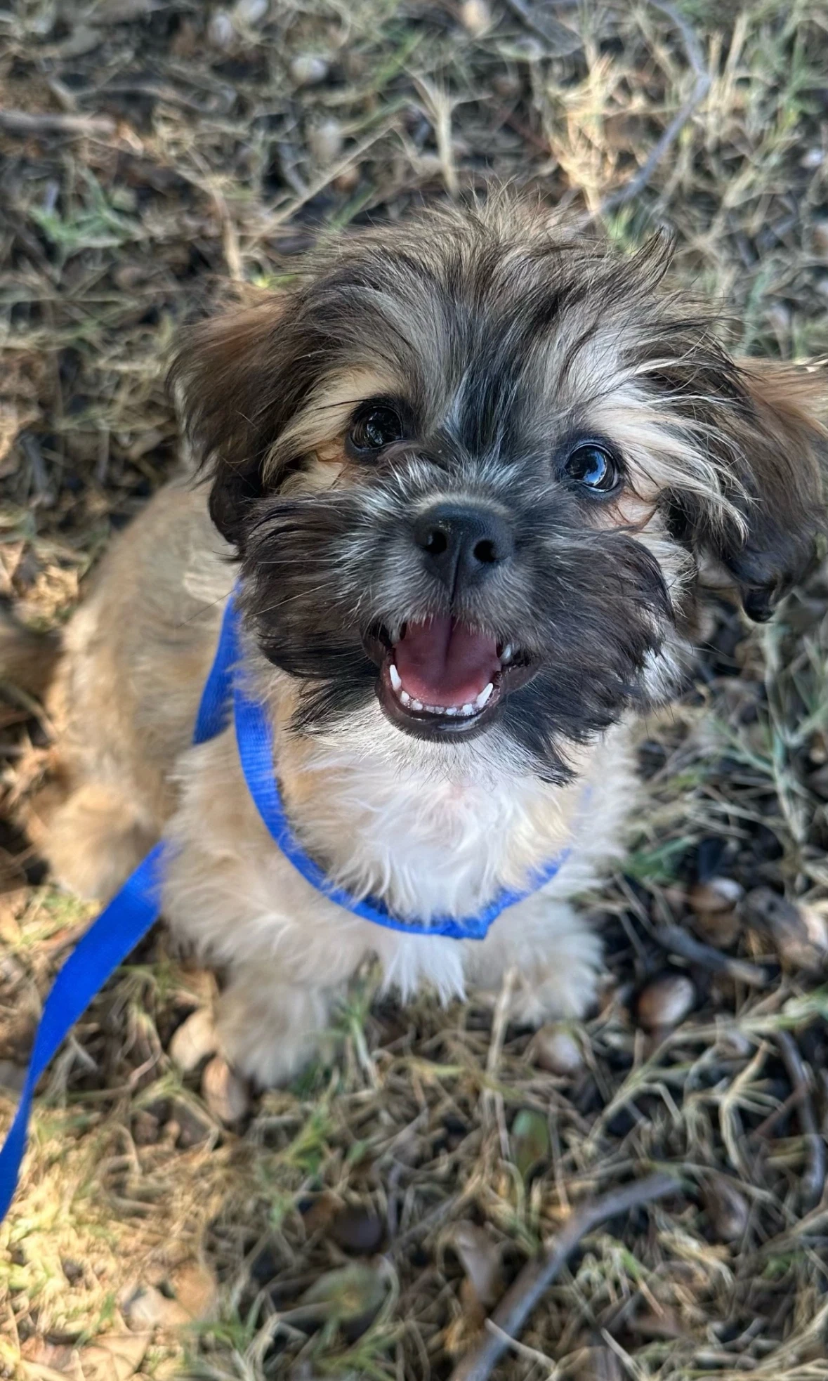 Sponsor Or Foster Me - Groot
