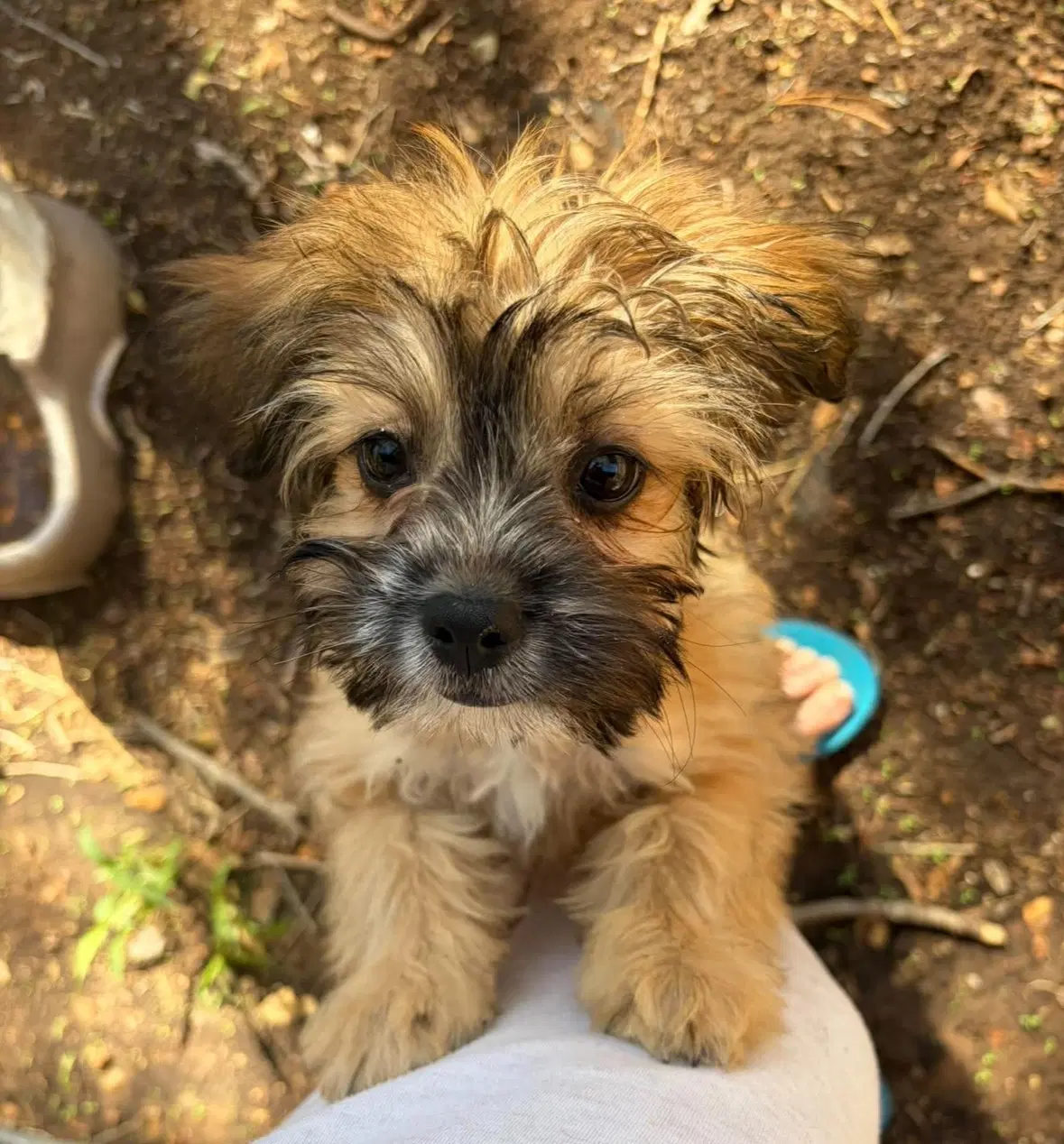 Sponsor Or Foster Me - Groot image 2