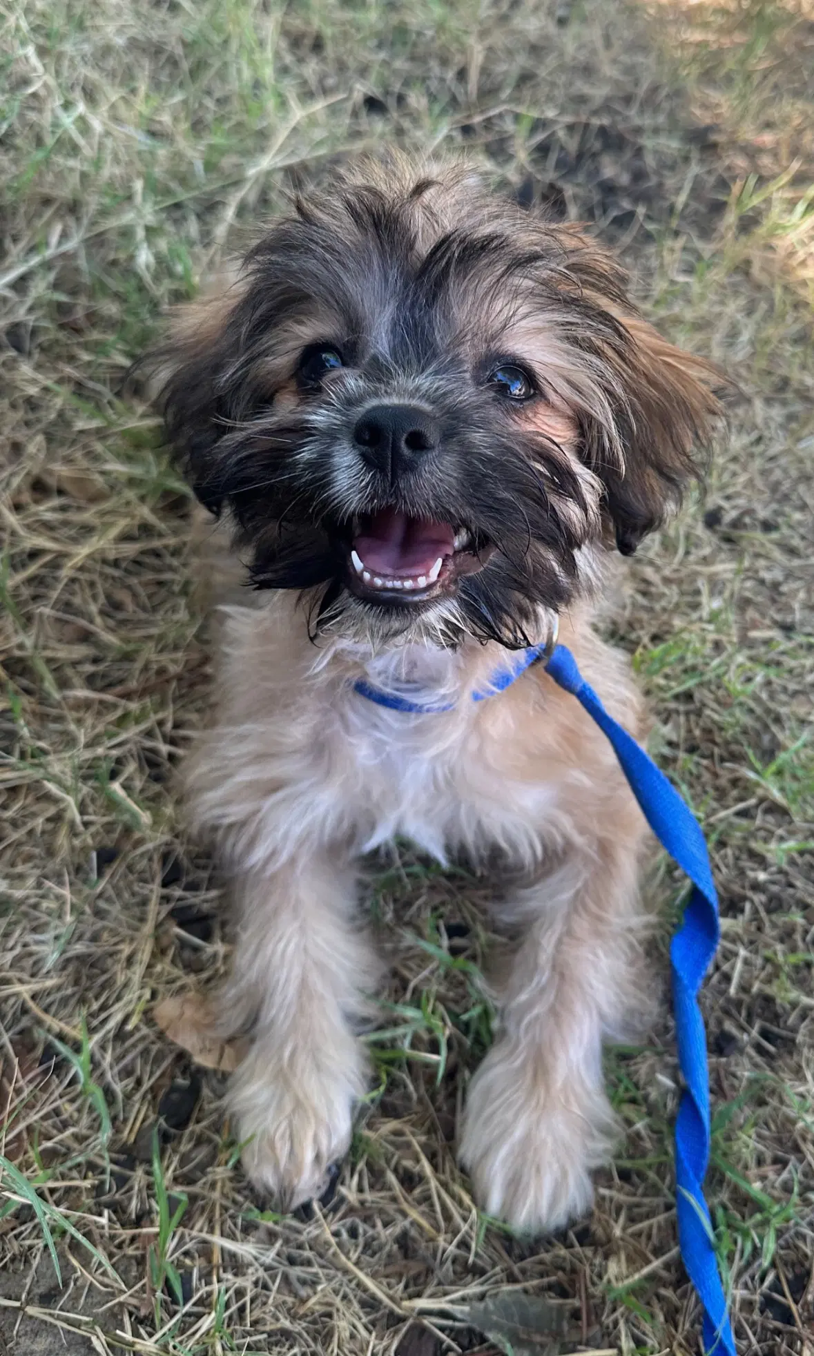 Sponsor Or Foster Me - Groot image 3