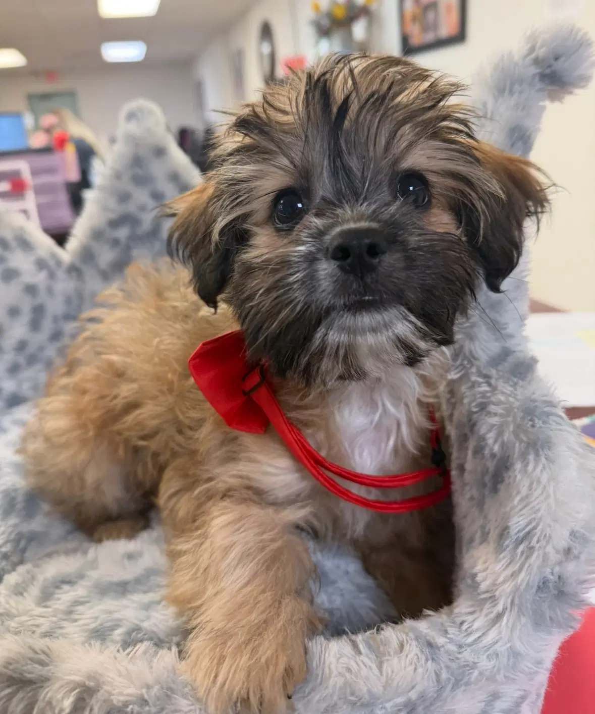 Sponsor Or Foster Me - Groot image 4