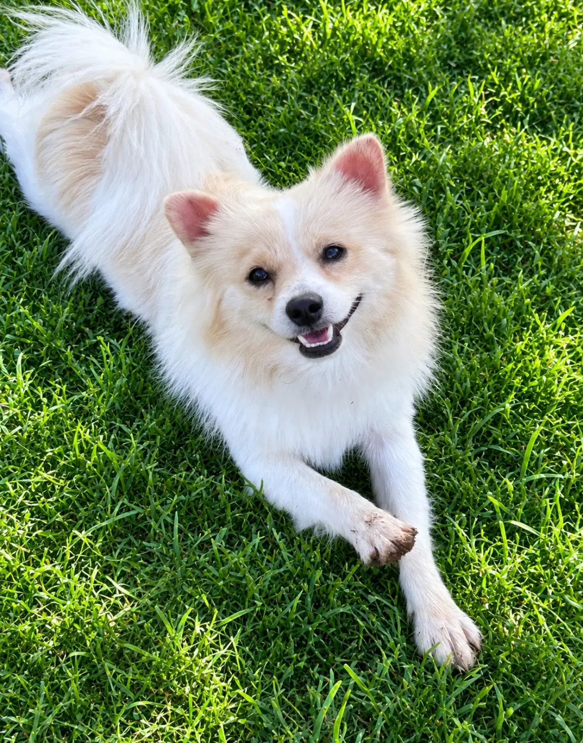 Sponsor Or Foster Me - Bailey - Pomeranian