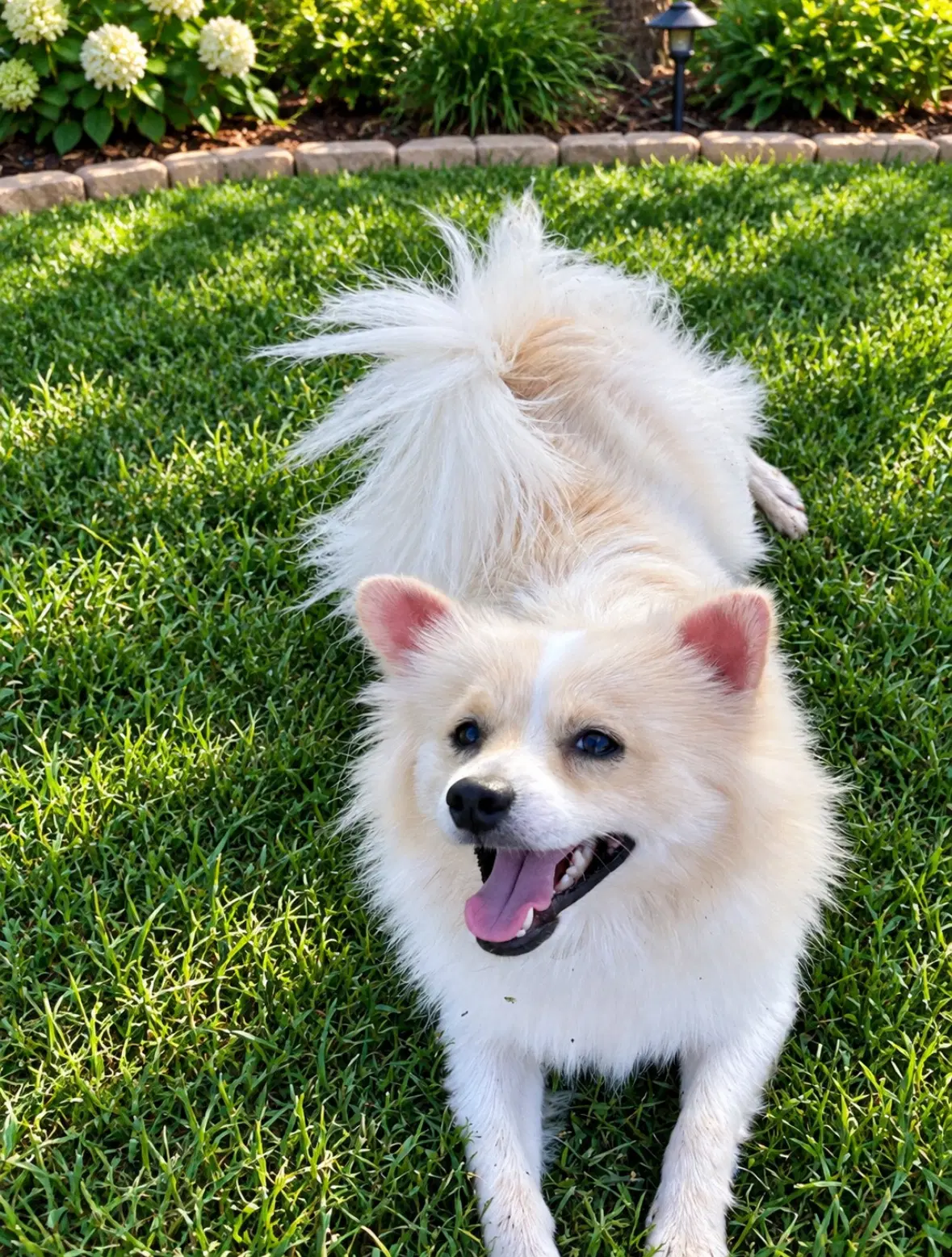 Sponsor Or Foster Me - Bailey image 2