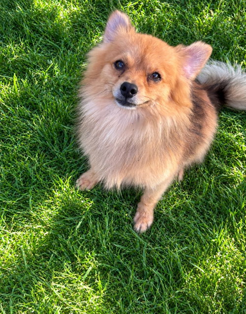 Photo 2 of Bentley - ADOPTION IN PROCESS