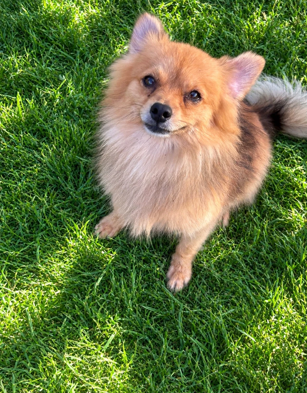 Sponsor Or Foster Me - Bentley