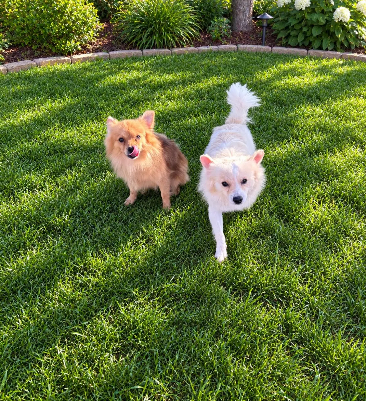 Sponsor Or Foster Me - Bentley image 3