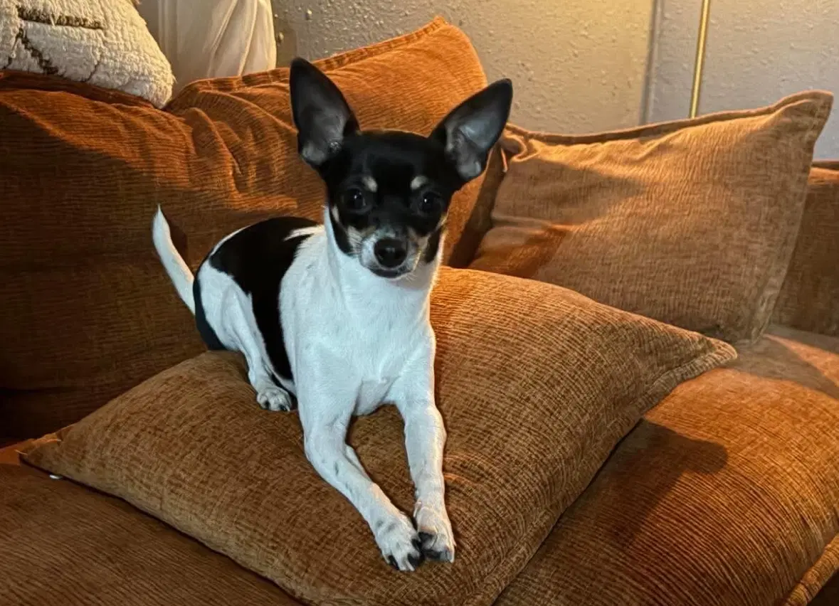 Sponsor Or Foster Me - Lola - Chihuahua Mix