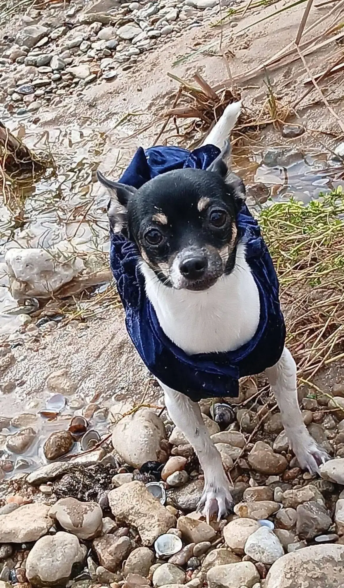 Sponsor Or Foster Me - Lola image 2