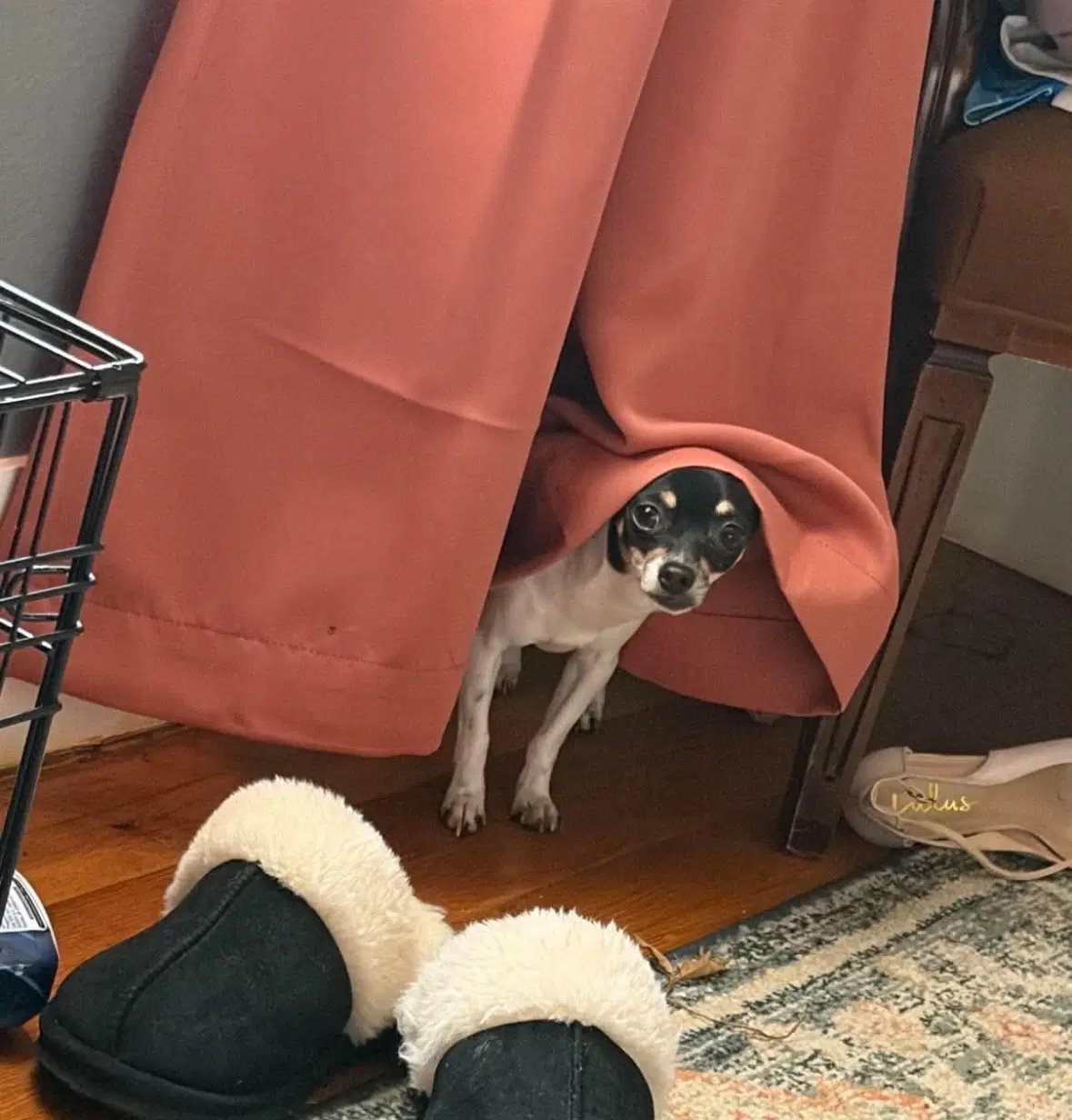 Sponsor Or Foster Me - Lola image 3