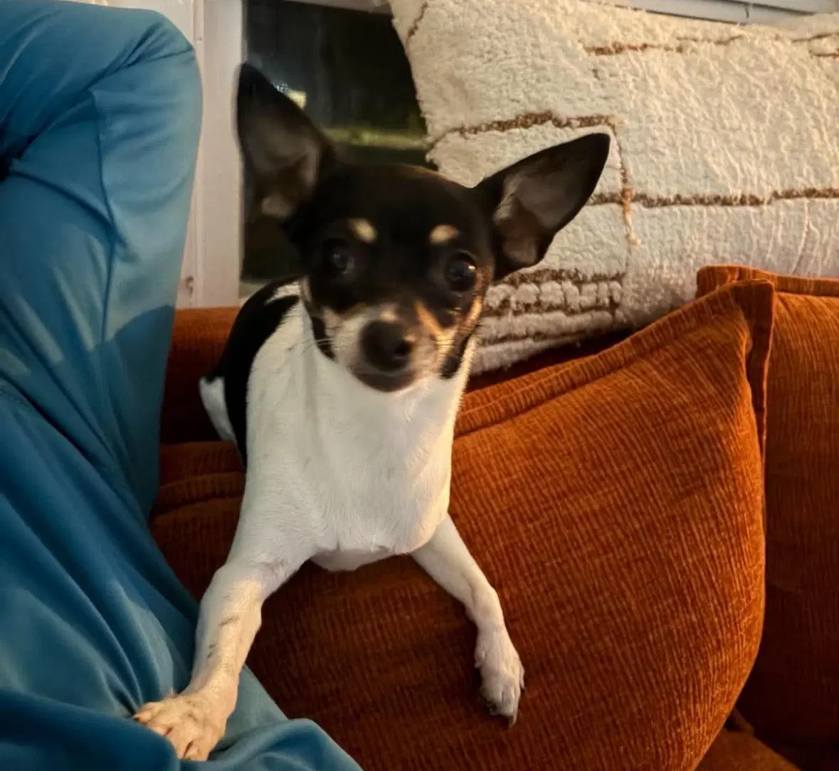 Sponsor Or Foster Me - Lola image 4