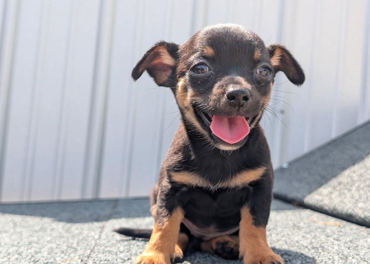 Cricket - ADOPTION IN PROCESS, Chihuahua