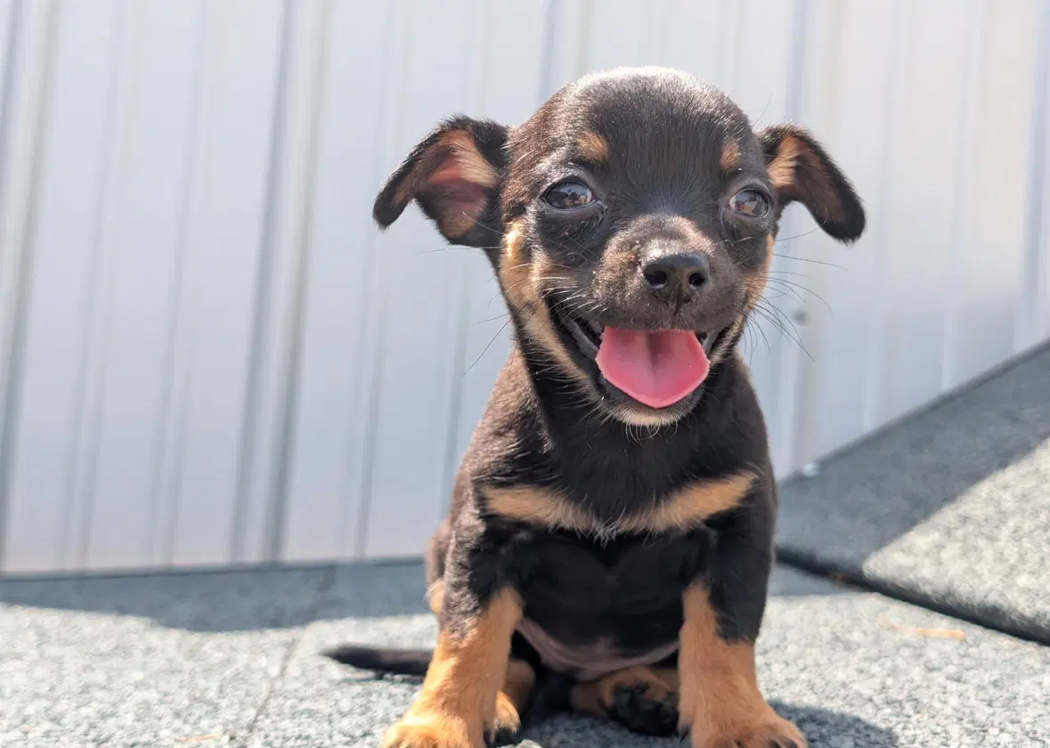 Sponsor Or Foster Me - Cricket - Toy Chihuahua Mix