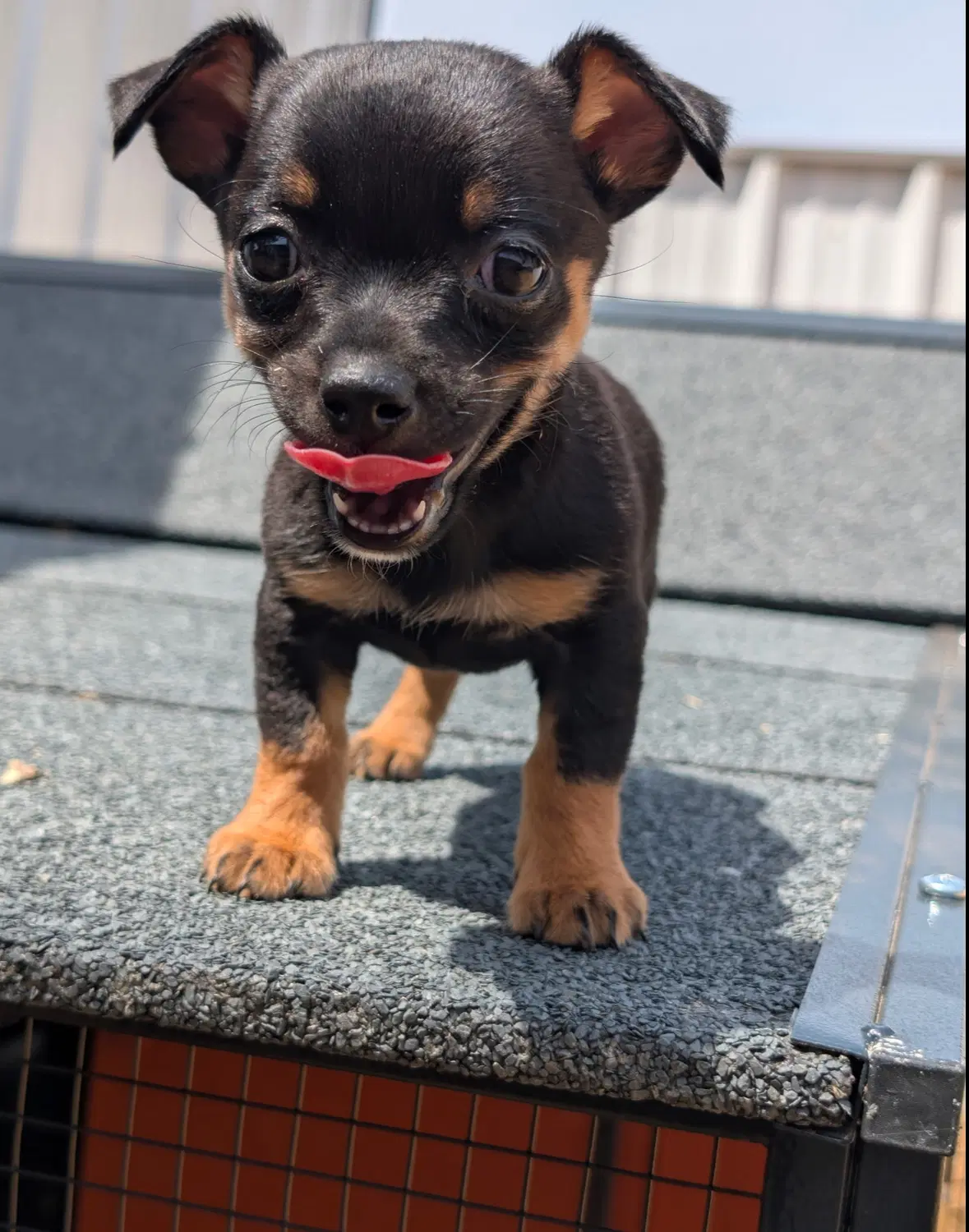 Sponsor Or Foster Me - Cricket image 2