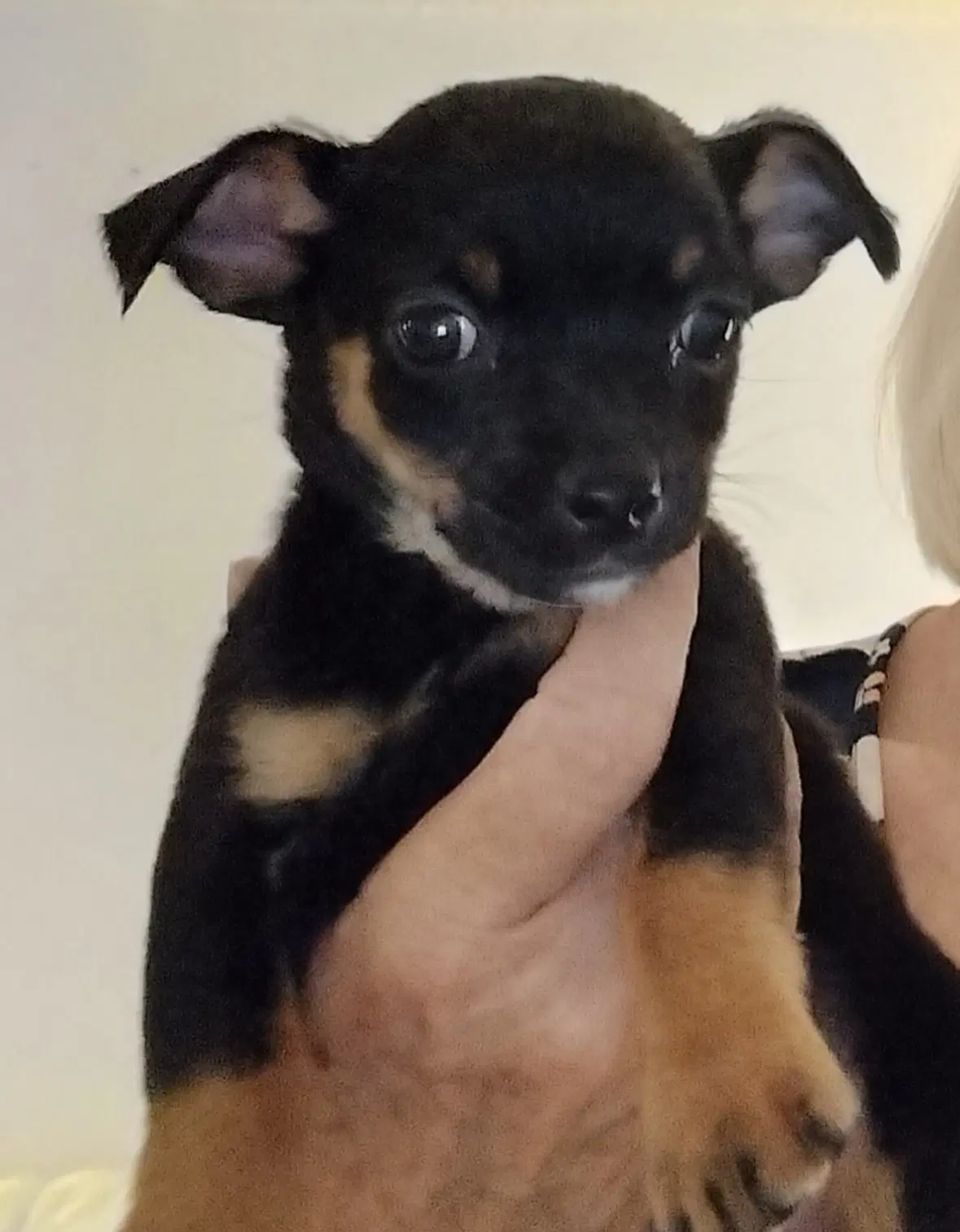 Sponsor Or Foster Me - Cricket image 3